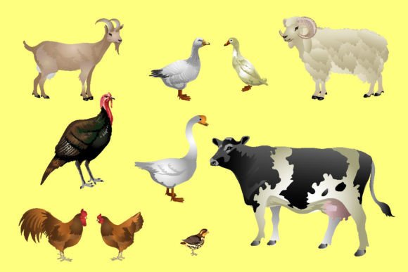 Animal Livestock Poultry Vector: A Designer's Field Guide