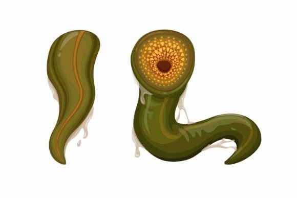 Leech Animal Species Character Set: A Deep Dive into This Creative Font